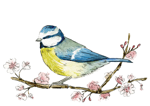 Blue tit on branch illustration