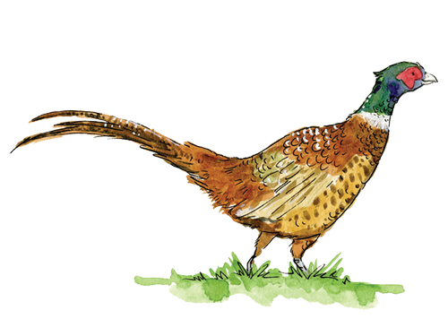 Pheasant Illustration